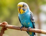 Vögel